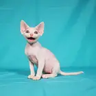 德文卷毛猫本地哪里有卖的 多少钱一只 图片价格
