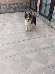 喜乐蒂幼犬