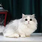 曼基康矮脚猫多少钱 拿破仑好养吗 矮脚拿破仑照片