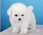 通化【泰迪犬舍】地址泰迪得多少钱