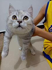 自己猫生的小猫，找真心爱猫的主人