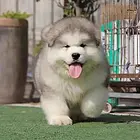 【CKU犬舍】盐城靠谱阿拉斯加犬舍  健康纯种保养活