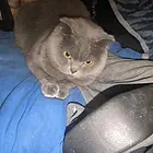 蓝猫，金渐层出售