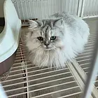 赠送两只长毛母猫