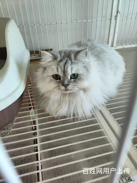出三层猫笼子的图片