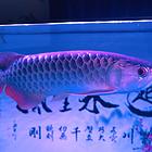 金龙