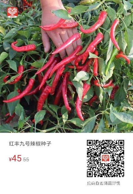 红丰九号京红九号高产尖椒泡椒辣椒种子