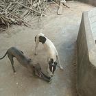 自家养的本地细犬（一千两只）