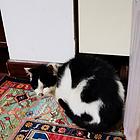 奶牛小猫