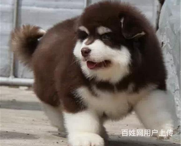 辽源哪里卖阿拉斯加狗狗 阿拉斯加多少钱一只的图片