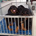 白山CKU认证马犬基地  罗威纳犬舍直销