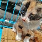 一个月大小猫，超低价格出售1