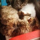 家养宠物猫