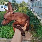 健康活波小鹿犬出售