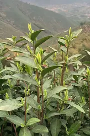 在炎热的七月 来杯三月的春茶 安吉白茶