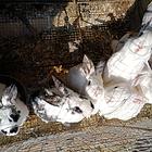 出售兔子40一只，4斤左右