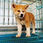 台州【*推荐】秋田犬舍‖秋田养殖场