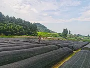 茶苗施肥 安吉白茶苗 自产自销 价格面议