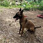 马犬仔
