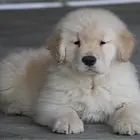 纯种健康金毛幼犬、品种齐全纯正血统 品质有保证