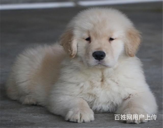 纯种健康金毛幼犬、品种齐全纯正血统 品质有保证的图片
