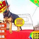 纯种德国牧羊犬赛级德牧锤系德牧 品质保证