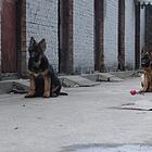 冠军直子双血统德国牧羊犬一窝 证书可查 可上门挑选