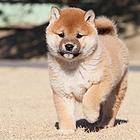 济宁哪里有卖双血的柴犬 血统柴犬多少钱一只
