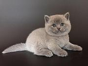 日喀则靠谱的卖蓝猫的商家 蓝猫一只价位