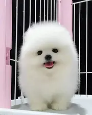 哈多利赛级球体博美/签正规合同-健康质保