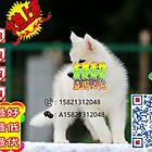 三火双蓝纯种哈士奇、正规犬舍、带健康证