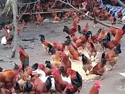 金华二头乌土猪