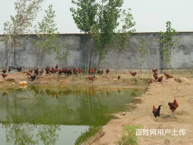 春天大量出售笨鸡苗【家鸡】孵化多年火炕小鸡的图片