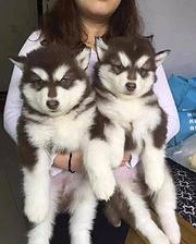 嘉兴大骨架熊版纯种阿拉斯加幼犬 保健康 可送货