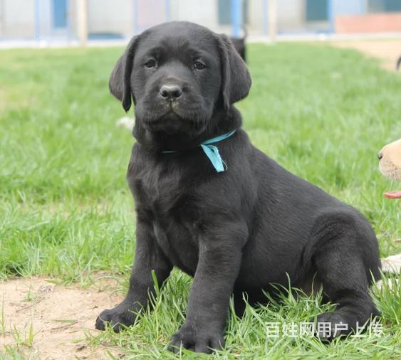 《拉布拉多专售区》纯种拉布拉多幼犬出售拉不拉多价格