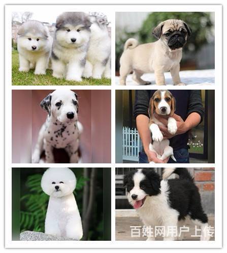 威海的宠物店靠谱养狗场在哪的图片
