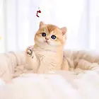 【货到付款猫舍】漯河哪里有渐层猫 渐层猫多少钱