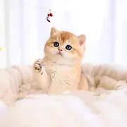【货到付款猫舍】烟台哪里有英短 英短图