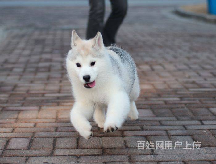 三把火哈士奇 出售赛级冠军级纯种哈士奇犬障