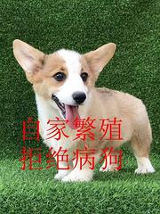 不是宠物店不是狗贩子，农家院家养柯基，物超所值