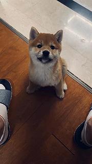 通化在哪里买柴犬靠谱,纯种柴犬幼犬多少钱一只