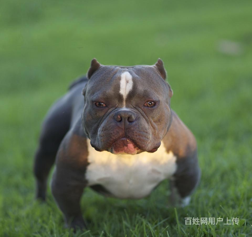 合肥哪里买美国恶霸犬 美国恶霸犬幼崽多少钱一只