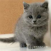 福建泉州双血统英短蓝猫送货上门