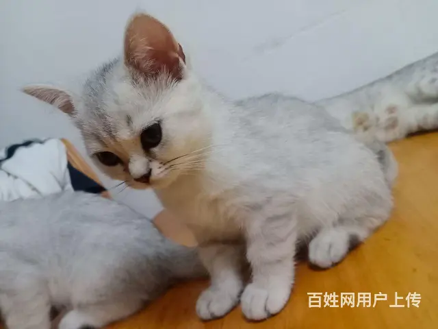后两只银渐层崽崽便宜卖了，一公一母的图片