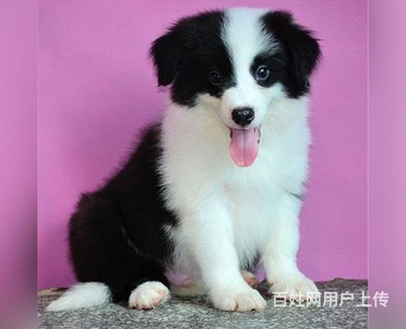 绵阳好的边牧哪里有卖，好的边牧如何挑选的图片