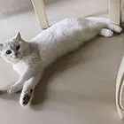 纯种英国猫
