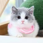 本地哪里有卖曼基康矮脚猫的 矮脚猫多少钱一只