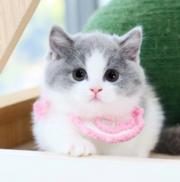 本地哪里有卖曼基康矮脚猫的 矮脚猫多少钱一只