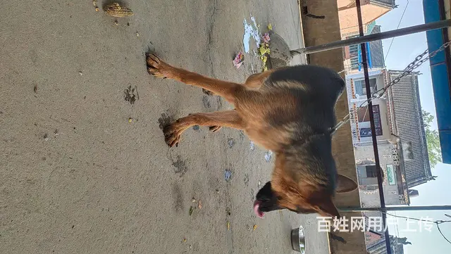 牧羊犬，价格面议的图片