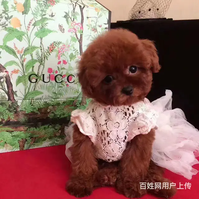 纯种泰迪熊 保纯种、保健康、签协议质保的图片